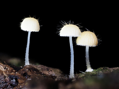 Mycena brunneisetosa