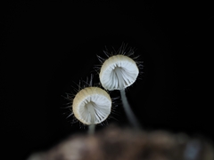 Mycena brunneisetosa