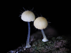 Mycena brunneisetosa