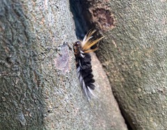 Halysidota ruscheweyhi