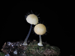 Mycena brunneisetosa