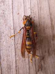 Polistes rothneyi iwatai