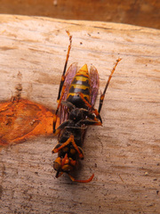 Polistes rothneyi iwatai
