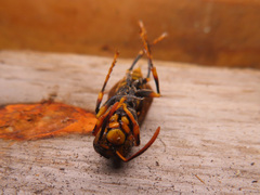 Polistes rothneyi iwatai