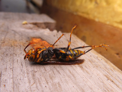 Polistes rothneyi iwatai