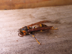 Polistes rothneyi iwatai