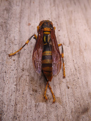 Polistes rothneyi iwatai