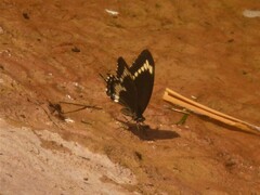 Papilio fuscus canopus