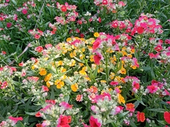 Erysimum × cheiri