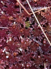 Sphagnum rubellum