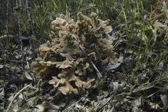 Haloplegma preissii