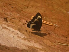 Papilio fuscus canopus