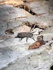 Zopherinae