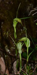 Pterostylis decurva