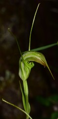 Pterostylis decurva