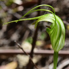 Pterostylis decurva