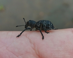 Aegorhinus superciliosus