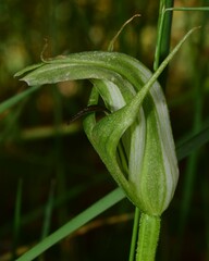 Pterostylis monticola