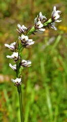 Prasophyllum suttonii