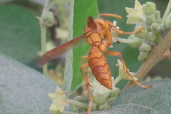 Polistes olivaceus