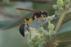 Sceliphron madraspatanum