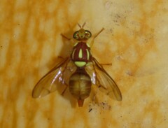 Bactrocera tryoni