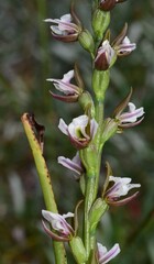 Prasophyllum suttonii