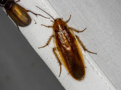 Blaberoidea