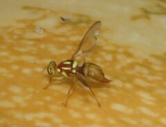 Bactrocera tryoni