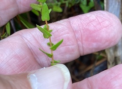 Symphyotrichum walteri