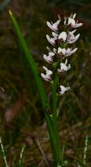 Prasophyllum suttonii