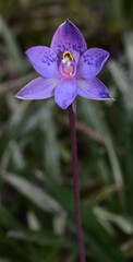 Thelymitra simulata