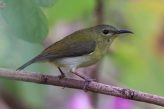 Aethopyga christinae