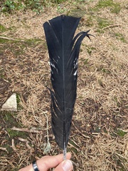 Tetrao urogallus