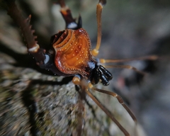 Sadocus asperatus