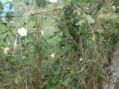 Centrosema pubescens