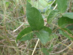 Centrosema pubescens