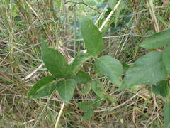 Centrosema pubescens