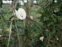 Centrosema pubescens