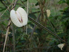 Centrosema pubescens
