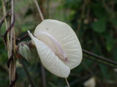 Centrosema pubescens