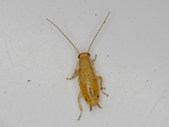 Polyzosteriinae