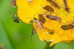 Micropterix aruncella
