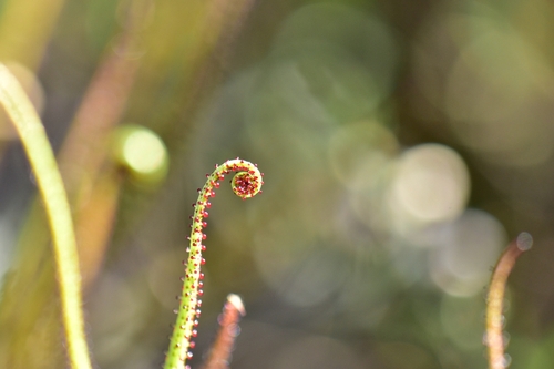 Drosophyllum lusitanicum (Drosophyllum lusitanicum)