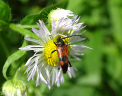 Stenurella bifasciata