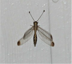 Suhpalacsa dietrichiae