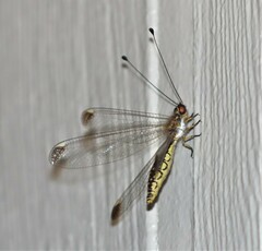 Suhpalacsa dietrichiae