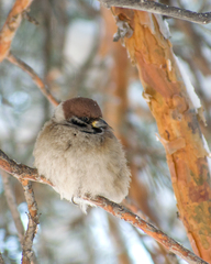 Passer montanus