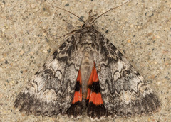 Catocala semirelicta