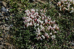 Trifolium uniflorum